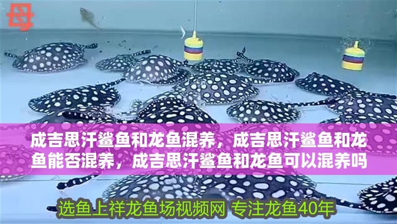成吉思汗鯊魚和龍魚混養，成吉思汗鯊魚和龍魚能否混養，成吉思汗鯊魚和龍魚可以混養嗎