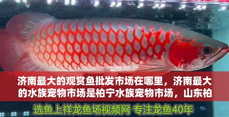 濟南最大的觀賞魚批發(fā)市場在哪里，濟南最大的水族寵物市場是柏寧水族寵物市場，山東柏寧水族寵物市場