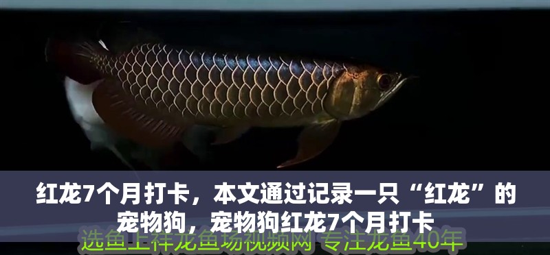 紅龍7個(gè)月打卡，本文通過記錄一只“紅龍”的寵物狗，寵物狗紅龍7個(gè)月打卡