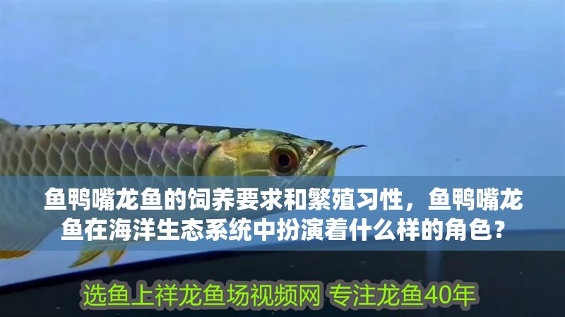 魚鴨嘴龍魚的飼養(yǎng)要求和繁殖習(xí)性，魚鴨嘴龍魚在海洋生態(tài)系統(tǒng)中扮演著什么樣的角色？