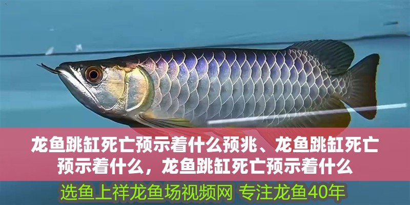 龍魚跳缸死亡預示著什么預兆、龍魚跳缸死亡預示著什么，龍魚跳缸死亡預示著什么
