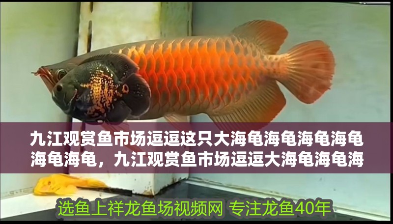 九江觀賞魚市場逗逗這只大海龜海龜海龜海龜海龜海龜，九江觀賞魚市場逗逗大海龜海龜海龜海龜海龜海龜