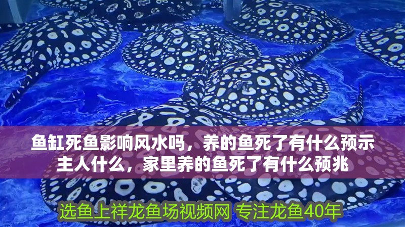 魚缸死魚影響風水嗎，養的魚死了有什么預示主人什么，家里養的魚死了有什么預兆