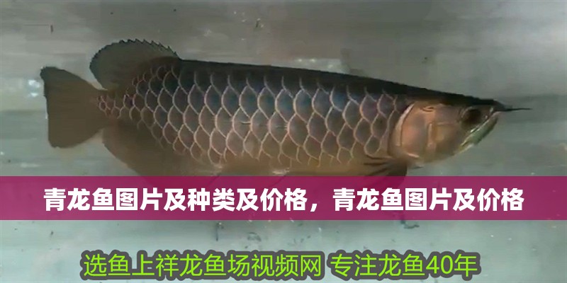 青龍魚圖片及種類及價格，青龍魚圖片及價格