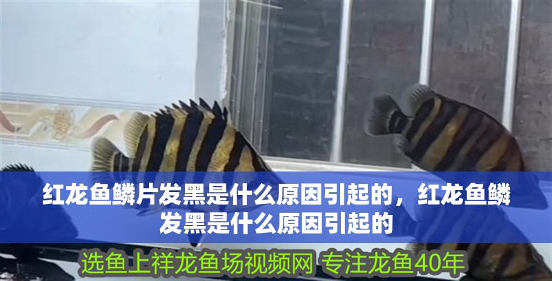 紅龍魚(yú)鱗片發(fā)黑是什么原因引起的，紅龍魚(yú)鱗發(fā)黑是什么原因引起的