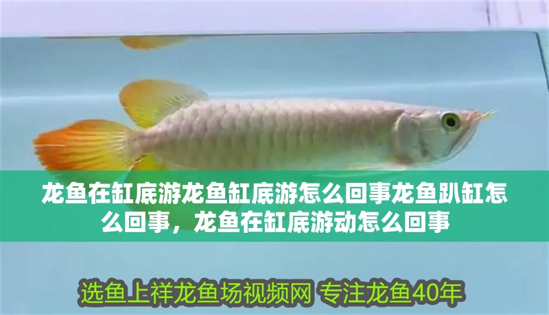 龍魚在缸底游龍魚缸底游怎么回事龍魚趴缸怎么回事，龍魚在缸底游動怎么回事