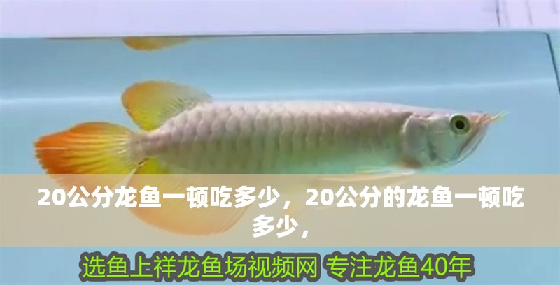 20公分龍魚一頓吃多少，20公分的龍魚一頓吃多少，
