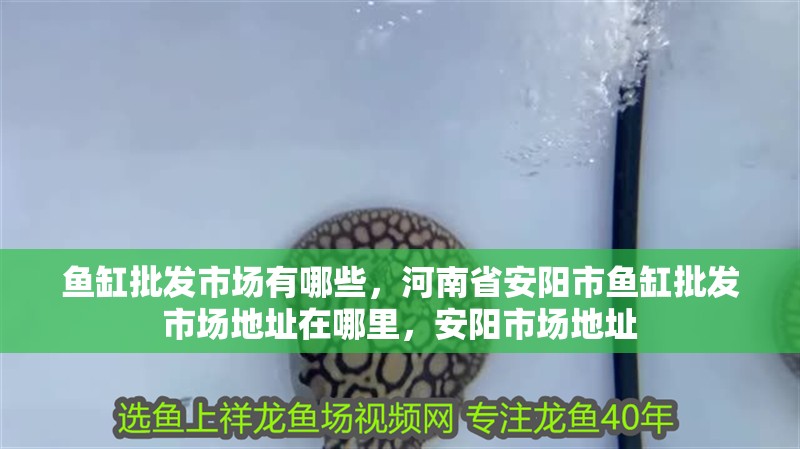 魚缸批發(fā)市場有哪些，河南省安陽市魚缸批發(fā)市場地址在哪里，安陽市場地址