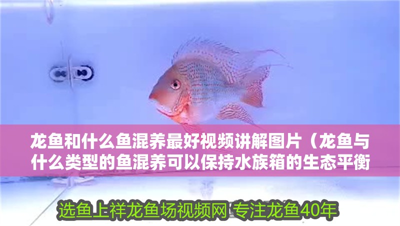 龍魚和什么魚混養最好視頻講解圖片（龍魚與什么類型的魚混養可以保持水族箱的生態平衡？）