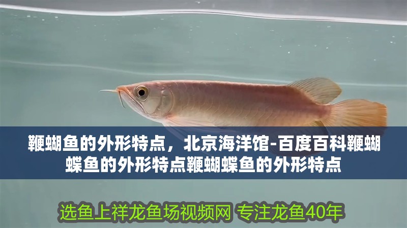 鞭蝴魚的外形特點，北京海洋館-百度百科鞭蝴蝶魚的外形特點鞭蝴蝶魚的外形特點