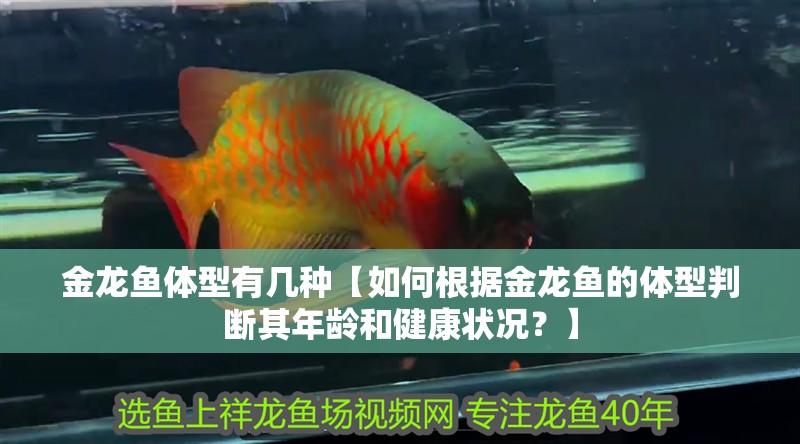 金龍魚體型有幾種【如何根據金龍魚的體型判斷其年齡和健康狀況？】