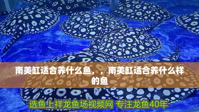 南美缸適合養(yǎng)什么魚，，南美缸適合養(yǎng)什么樣的魚