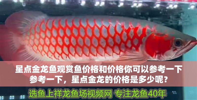 星點金龍魚觀賞魚價格和價格你可以參考一下參考一下，星點金龍的價格是多少呢？