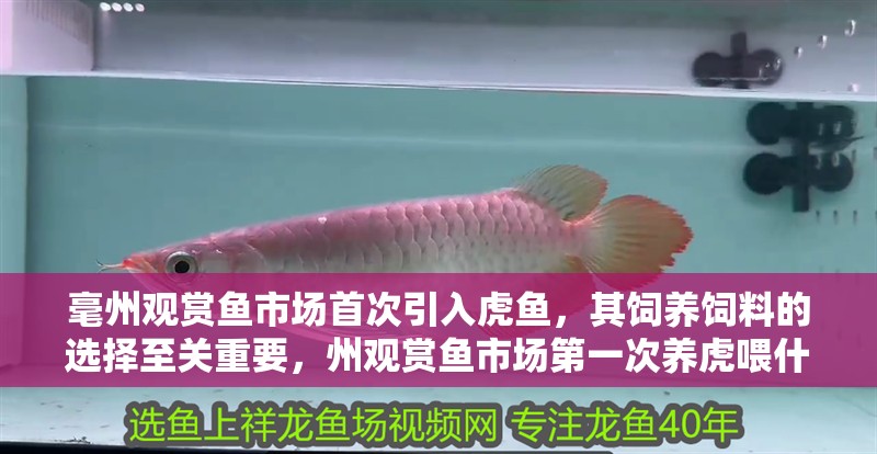 毫州觀賞魚(yú)市場(chǎng)首次引入虎魚(yú)，其飼養(yǎng)飼料的選擇至關(guān)重要，州觀賞魚(yú)市場(chǎng)第一次養(yǎng)虎喂什么飼料？虎魚(yú)吃什么為主？