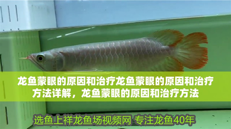 龍魚蒙眼的原因和治療龍魚蒙眼的原因和治療方法詳解，龍魚蒙眼的原因和治療方法 龍魚蒙眼的原因和治療龍魚蒙眼的原因和治療方法詳解，龍魚蒙眼的原因和治療方法 觀賞魚百科 第2張