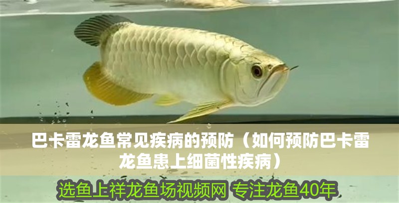 巴卡雷龍魚常見疾病的預(yù)防（如何預(yù)防巴卡雷龍魚患上細(xì)菌性疾病）