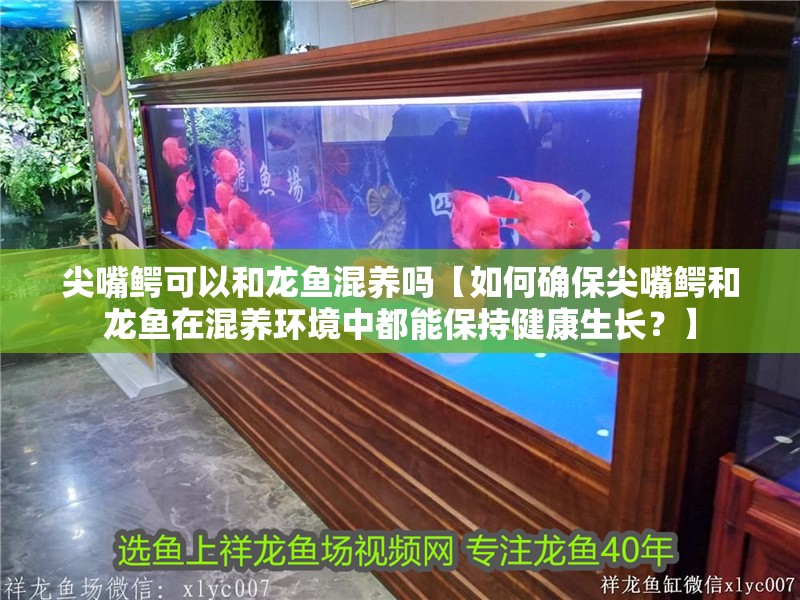 尖嘴鱷可以和龍魚混養嗎【如何確保尖嘴鱷和龍魚在混養環境中都能保持健康生長？】
