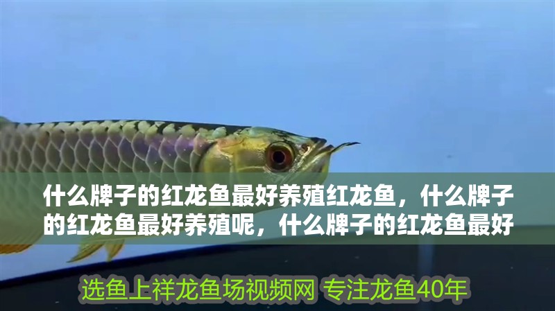 什么牌子的紅龍魚最好養殖紅龍魚，什么牌子的紅龍魚最好養殖呢，什么牌子的紅龍魚最好養殖
