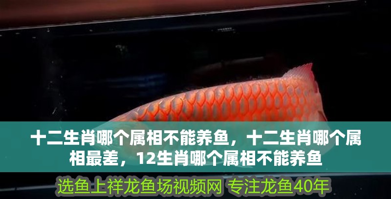 十二生肖哪個屬相不能養魚，十二生肖哪個屬相最差，12生肖哪個屬相不能養魚