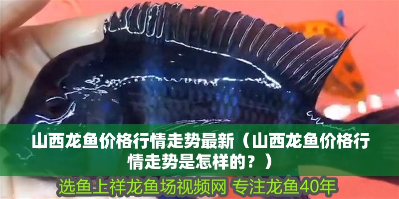 山西龍魚價格行情走勢最新（山西龍魚價格行情走勢是怎樣的？）