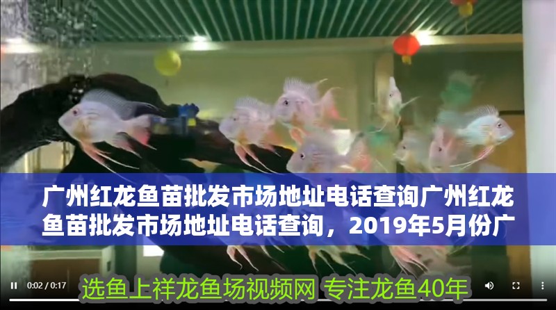 廣州紅龍魚苗批發市場地址電話查詢廣州紅龍魚苗批發市場地址電話查詢，2019年5月份廣州紅龍魚苗批發市場地址電話查詢