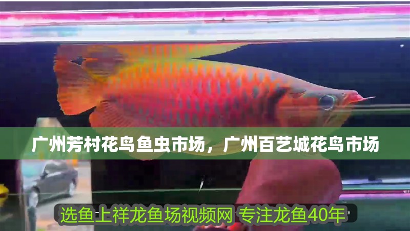 廣州芳村花鳥魚蟲市場，廣州百藝城花鳥市場