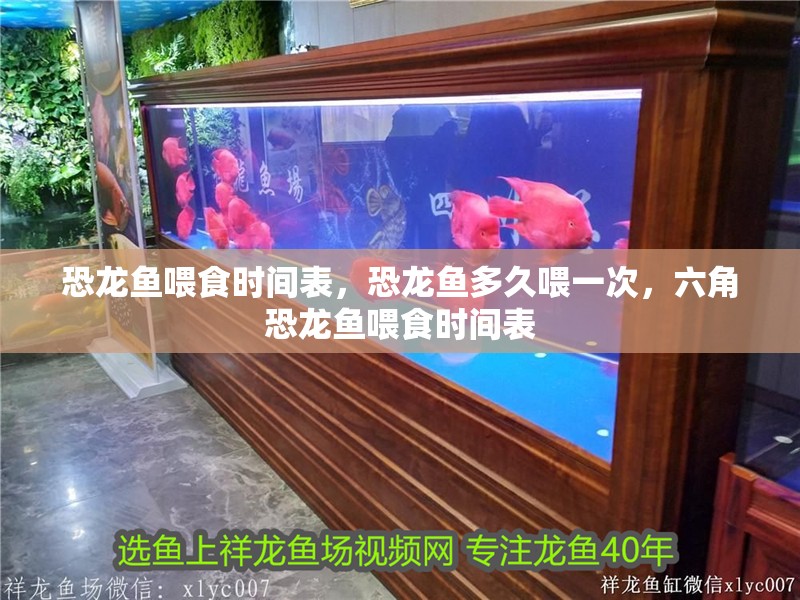恐龍魚喂食時間表，恐龍魚多久喂一次，六角恐龍魚喂食時間表