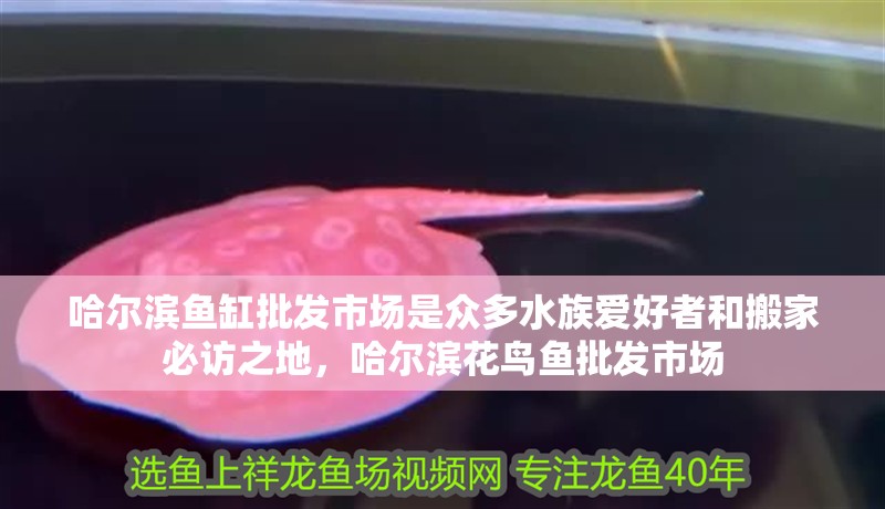 哈爾濱魚缸批發市場是眾多水族愛好者和搬家必訪之地，哈爾濱花鳥魚批發市場