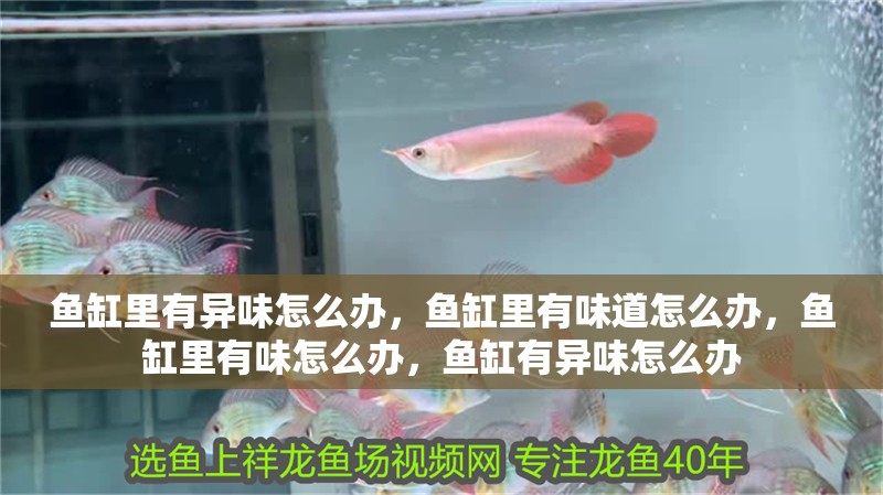 魚缸里有異味怎么辦，魚缸里有味道怎么辦，魚缸里有味怎么辦，魚缸有異味怎么辦
