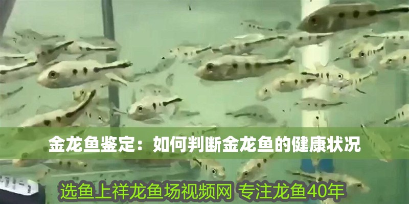 金龍魚鑒定：如何判斷金龍魚的健康狀況