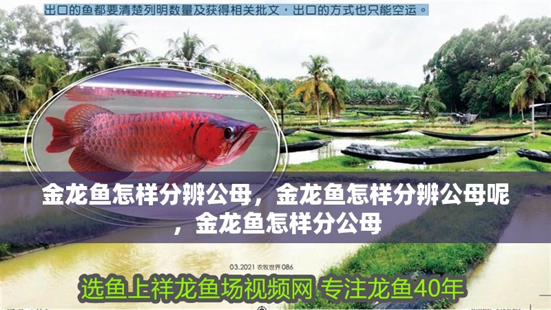 金龍魚怎樣分辨公母，金龍魚怎樣分辨公母呢，金龍魚怎樣分公母