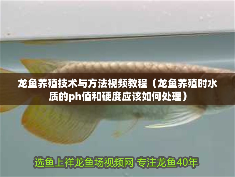 龍魚養(yǎng)殖技術(shù)與方法視頻教程（龍魚養(yǎng)殖時水質(zhì)的ph值和硬度應(yīng)該如何處理）