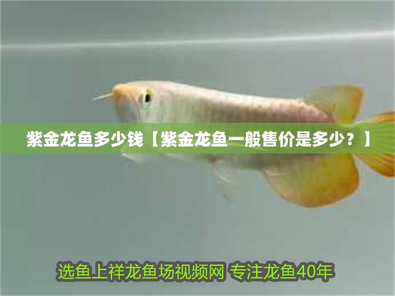 <strong><mark>紫金</mark></strong>龍魚多少錢【<strong><mark>紫金</mark></strong>龍魚一般售價是多少？】
