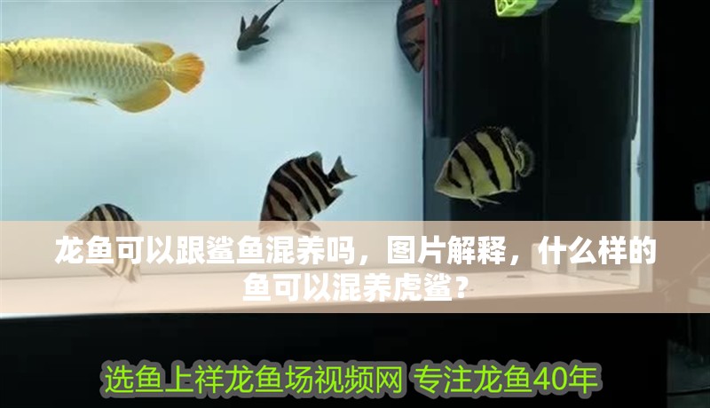 龍魚可以跟鯊魚混養(yǎng)嗎，圖片解釋，什么樣的魚可以混養(yǎng)虎鯊？