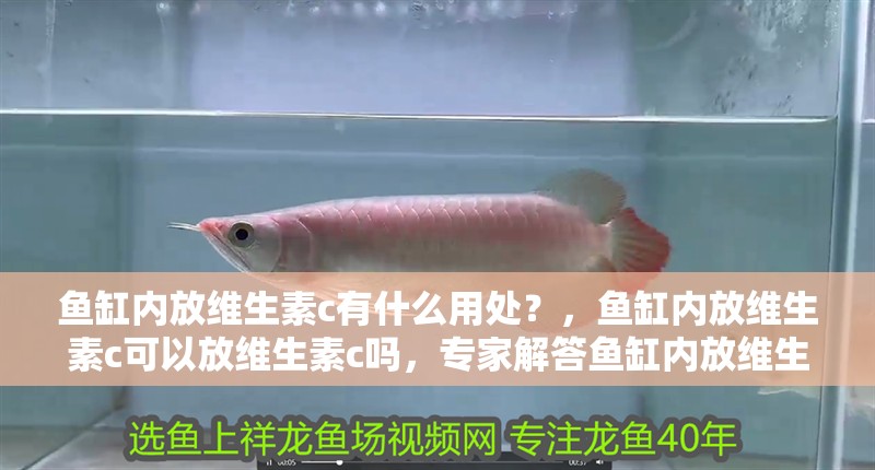 魚缸內放維生素c有什么用處？，魚缸內放維生素c可以放維生素c嗎，專家解答魚缸內放維生素c