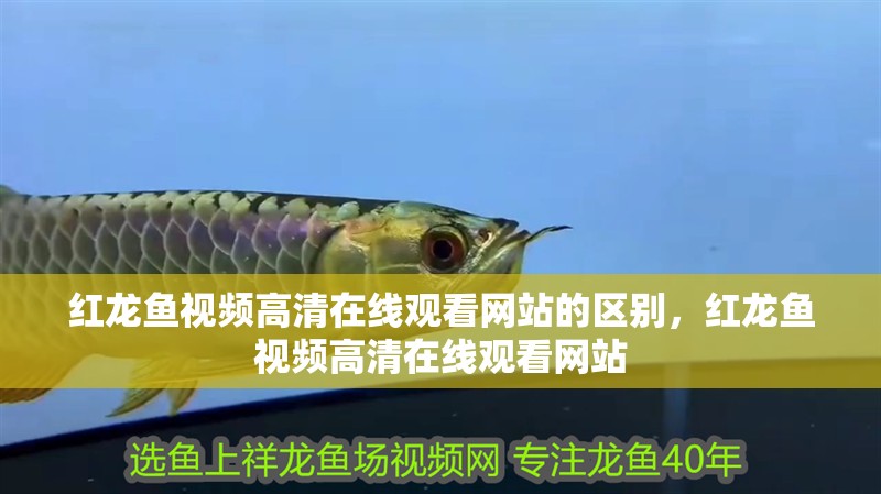 紅龍魚視頻高清在線觀看網站的區別，紅龍魚視頻高清在線觀看網站