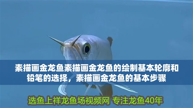 素描畫金龍魚素描畫金龍魚的繪制基本輪廓和鉛筆的選擇，素描畫金龍魚的基本步驟