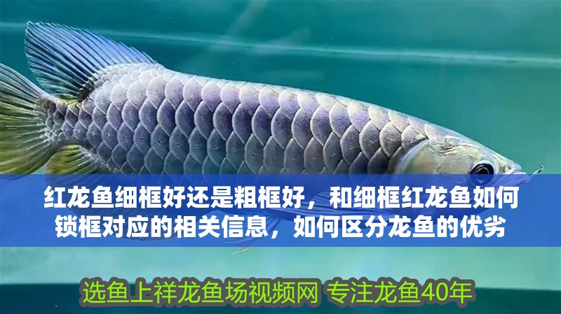 紅龍魚細框好還是粗框好，和細框紅龍魚如何鎖框對應的相關信息，如何區分龍魚的優劣