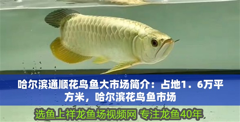 哈爾濱通順花鳥魚大市場(chǎng)簡(jiǎn)介：占地1．6萬平方米，哈爾濱花鳥魚市場(chǎng)