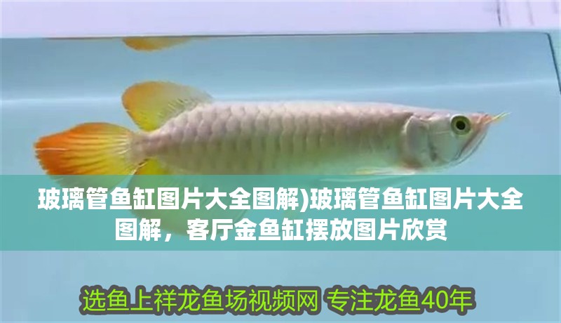 玻璃管魚缸圖片大全圖解)玻璃管魚缸圖片大全圖解，客廳金魚缸擺放圖片欣賞