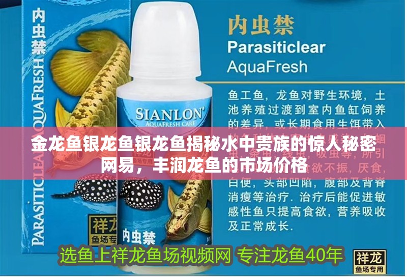 金龍魚銀龍魚銀龍魚揭秘水中貴族的驚人秘密網易，豐潤龍魚的市場價格