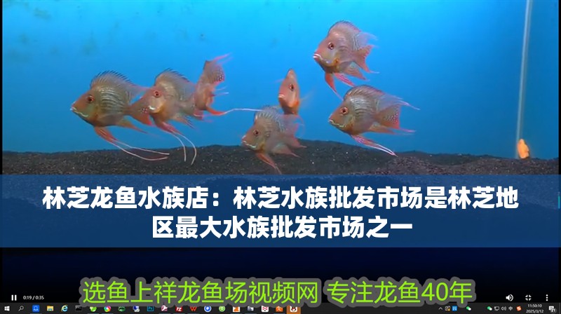 <strong><mark>林芝</mark></strong>龍魚水族店：<strong><mark>林芝</mark></strong>水族批發市場是<strong><mark>林芝</mark></strong>地區最大水族批發市場之一
