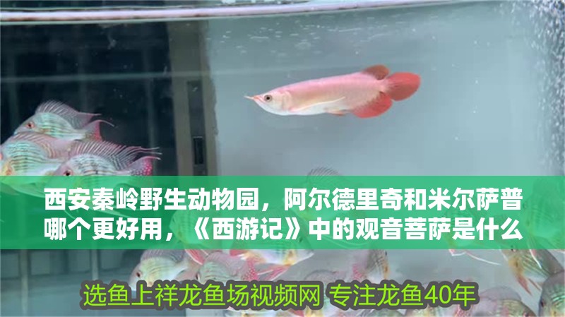西安秦嶺野生動物園，阿爾德里奇和米爾薩普哪個更好用，《西游記》中的觀音菩薩是什么樣的存在
