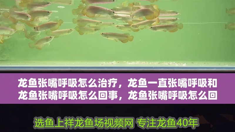 龍魚張嘴呼吸怎么治療，龍魚一直張嘴呼吸和龍魚張嘴呼吸怎么回事，龍魚張嘴呼吸怎么回事