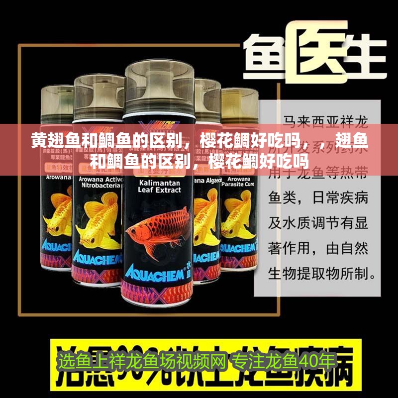 黃翅魚和鯛魚的區(qū)別，櫻花鯛好吃嗎，，翅魚和鯛魚的區(qū)別，櫻花鯛好吃嗎