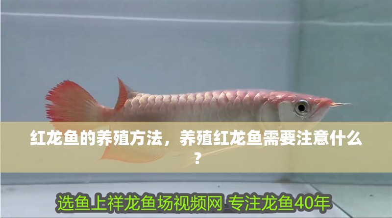 紅龍魚的養(yǎng)殖方法，養(yǎng)殖紅龍魚需要注意什么？