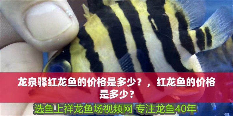 龍泉驛紅龍魚的價格是多少?,紅龍魚的價格是多少? 觀賞魚百科 第8張 龍泉驛紅龍魚的價格是多少?,紅龍魚的價格是多少? 龍泉驛紅龍魚的價格是多少?,紅龍魚的價格是多少? 觀賞魚百科 第8張