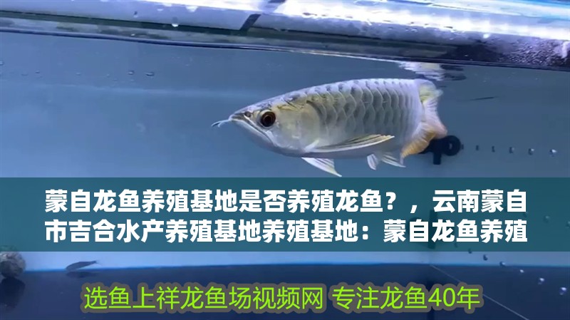 蒙自龍魚養殖基地是否養殖龍魚？，云南蒙自市吉合水產養殖基地養殖基地：蒙自龍魚養殖技巧