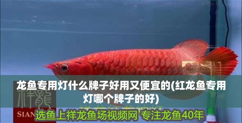 龍魚專用燈什么牌子好用又便宜的(紅龍魚專用燈哪個牌子的好)