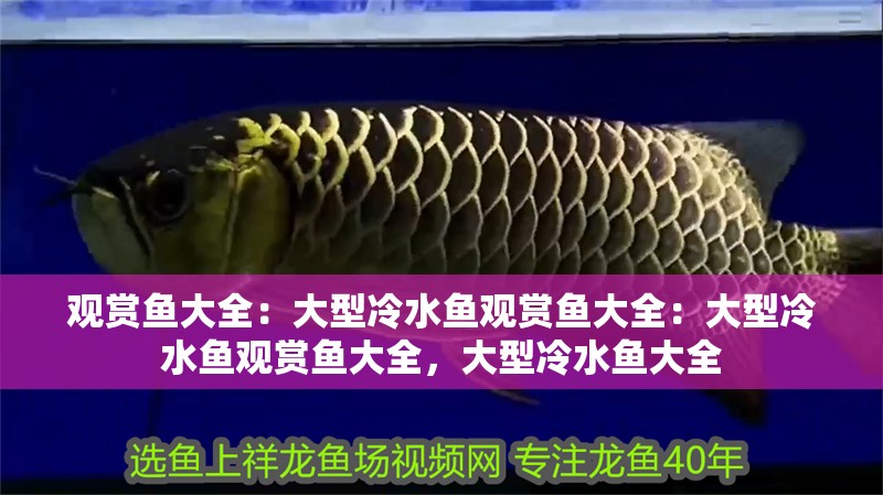 觀賞魚大全：大型冷水魚觀賞魚大全：大型冷水魚觀賞魚大全，大型冷水魚大全